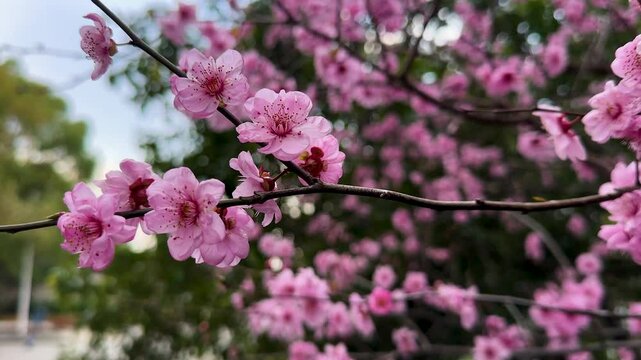 Prunus &times; blireiana, also called purpleleafed plum or double-owering plum, a cross between Chinese owering plum and purple-leaved plum, in Handan Campus of Fudan University, Shanghai, China.