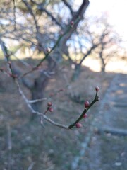The cherry blossoms have bloomed