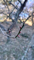 The cherry blossoms have bloomed