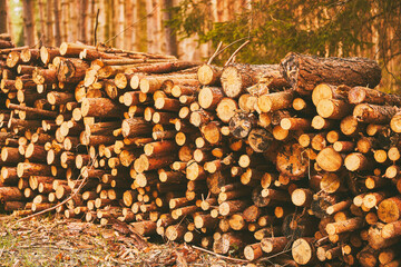 Stacked firewood logs in forest near dirt road