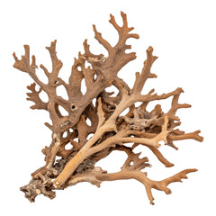 Fototapeta premium Natural Driftwood Piece for Creative Decoration Ideas