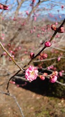 The cherry blossoms have bloomed