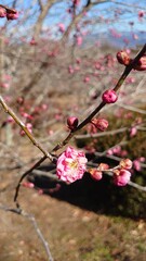 The cherry blossoms have bloomed