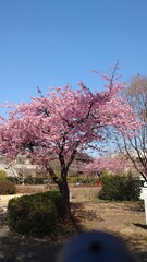 The cherry blossoms have bloomed