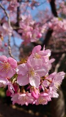 Obraz premium The cherry blossoms have bloomed