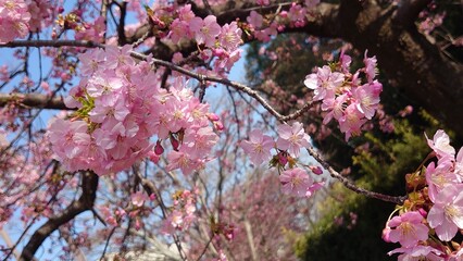 The cherry blossoms have bloomed