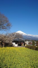 The plum blossoms have bloomed