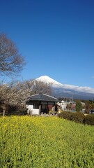 The plum blossoms have bloomed