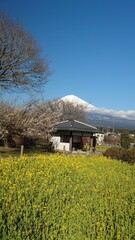 The plum blossoms have bloomed