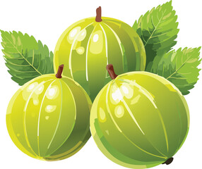 Indian Gooseberry (Amla) isolated on a transparent or white background, vector illustration