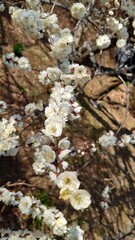 The plum blossoms have bloomed
