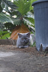 fluffy gray cat with yellow eyes sitting outdoors, its gaze directed slightly off-camera. The cat's long fur suggests it could be a Persian or a British Longhair.