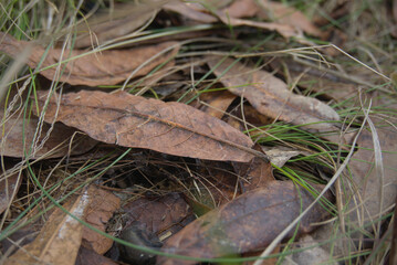 Oak leaves on the forest floor