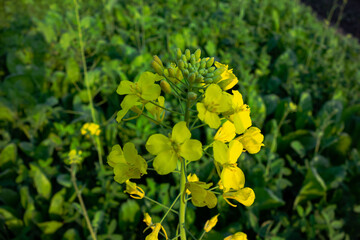 Mustard Flower wild yellow flower Plant in the green field outside. Closeup Mustard Flower plant...