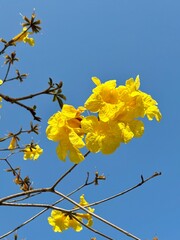 yellow flowers and blue sky