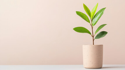 small potted plant with vibrant green leaves sits on light colored surface, adding touch of nature and freshness to minimalist decor