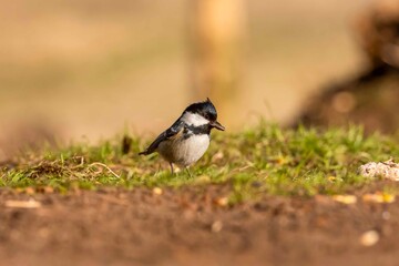 sosnówka © Dariusz