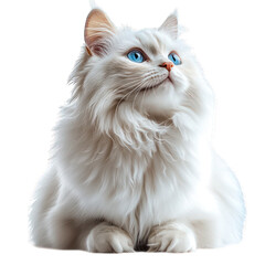 Turkish Angora cat on a transparent background --s 750