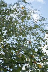 photo Vibrant green leaves on branches gently sway against a backdrop of blue sky and clouds, capturing the serene essence of nature and evoking a peaceful outdoor atmosphere