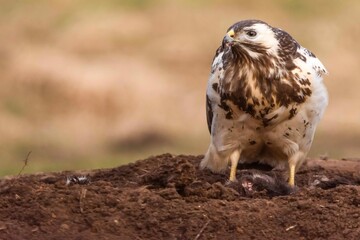 Myszołów (Buteo buteo) © Dariusz