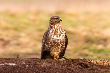 Myszołów (Buteo buteo)