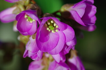 咲き始めのヒマラヤユキノシタ