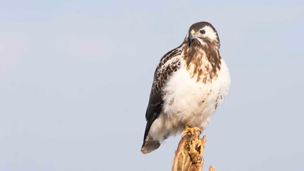Myszołów (Buteo buteo)