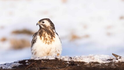Myszołów (Buteo buteo)