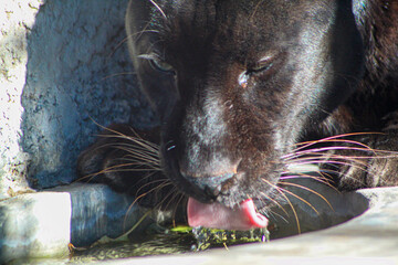 pantera negra © Logan