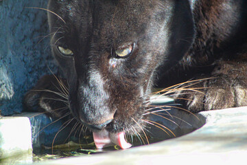 pantera negra © Logan