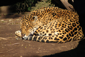 chita