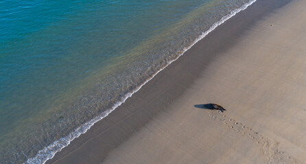 Fur seal basking on the beach at the waters edge