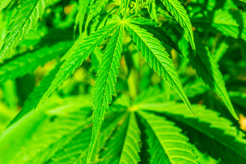 Cannabis leaves hemp or marijuana plant at outdoor cannabis farm field. Hemp plants used for CBD and health