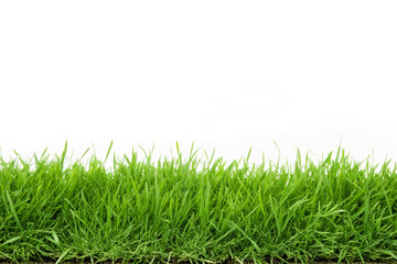 Fototapeta premium Fresh Green Grass Blades on White Background for Nature Textures and Garden Themes