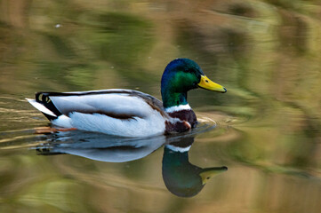 Stolzer Erpel mit Spiegelung