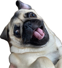 Cheerful pug on a transparent background