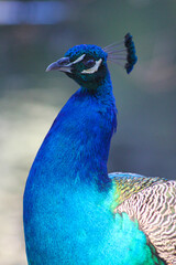 pavo real