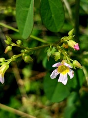 green leaves in the garden