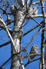 A family of owls on a tree
