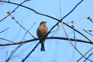 Eurasian chaffinch on a branch