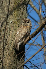 Strix sitting on a branch