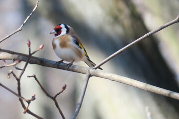 goldfinch on a branch