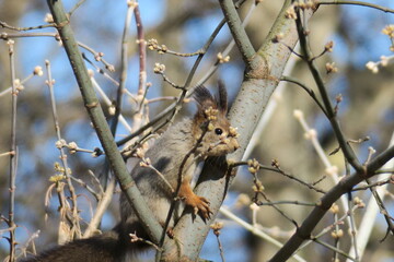 squirrel on a tree