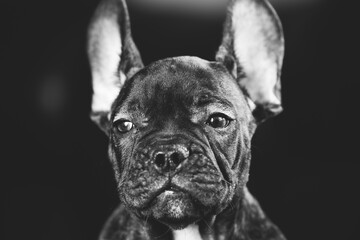 Young Curious Black French Bulldog Dog Puppy On black Background. Pets Friendship Concept. Lovely Domestic Pets. Portrait in black and white colors