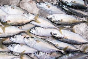 A bunch of fish in supermarket for sale