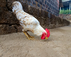 Free-range chicken pecking grains © Chetan