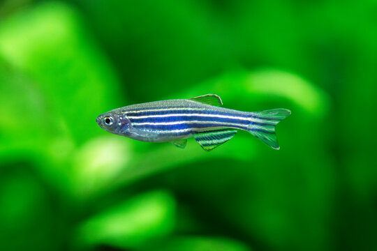 Zebra Danio - Zebra Danio