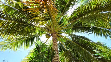 Fototapeta premium Low-angle shot of a tall coconut tree, showcasing its textured brown trunk, lush green fronds and a few coconuts against a soft blue sky.