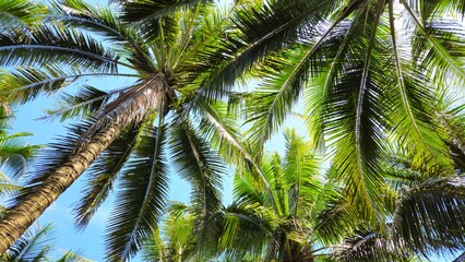 Fototapeta premium Low-angle shot of a tall coconut tree, showcasing its textured brown trunk, lush green fronds and a few coconuts against a soft blue sky.