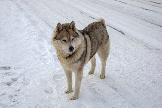 Siberian husky on the road on a winter day